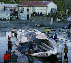 Iceland whalers slaughter an endangered fine whale