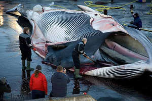 Iceland Whalers Flence Endangered Fin Whale