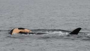 Tahlequah carried her dead calf for 17 days