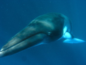 Curious Minke Whale