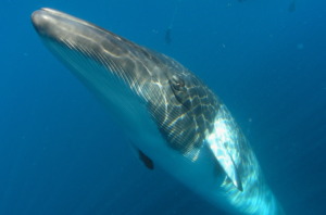 Curious Minke Whale