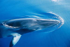 Minke Whale