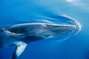 Minke Whale
