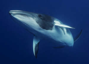 Minke Whale