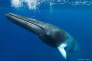 Minke Whale
