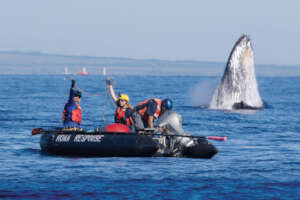Humpback whale freed from disentanglement on Maui
