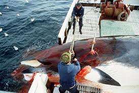 Norway Whalers kill Minke Whale