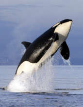 Southern Resident Orca Breaching!