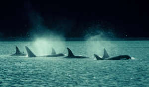 Sothern Resident Orca Pod