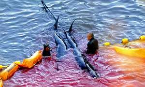 Japanese fisherman killing pilot whales