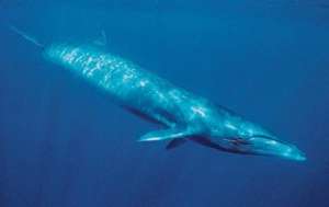 Endangered Sei Whale