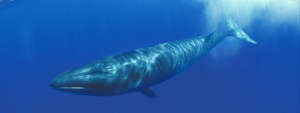 Endangered Sei Whale