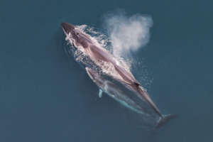 Endangered Sei Whale with calf