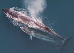 Sei Whale and her calf