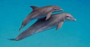 Bottlenose Mom with Baby