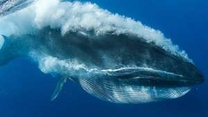 Bryde's Whale