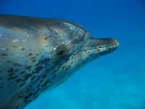 Dolphin Eye