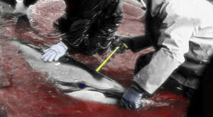 Taiji Dolphin Hunt