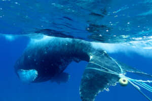 Entangled humpback whale in Maui, Hawaii