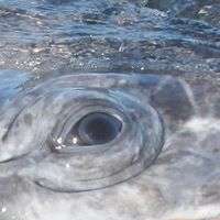 Whale Eye