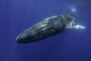 Endangered Fin Whale