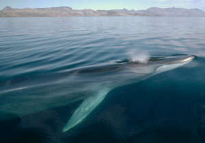 Endangered Fin Whale