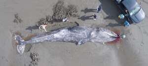 Stranded Gray Whale