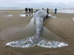 One of many stranded gray whales