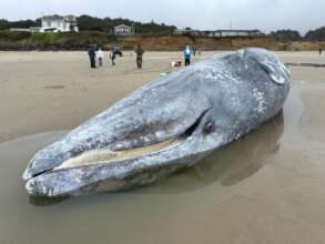 Another Stranded Gray Whale