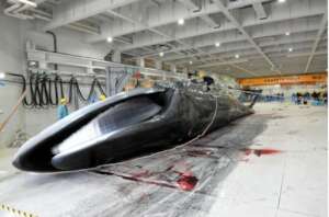 harpooned fin whale
