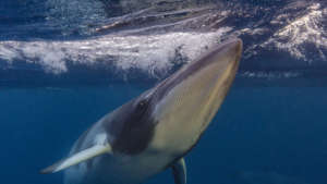 Curious Minke Whale