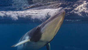Minke Whale