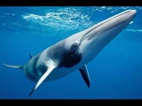 Curious Minke Whale