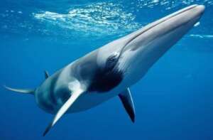Friendly Minke Whale