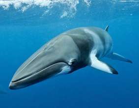 Curious Minke Whale