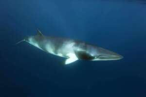 Minke Whale