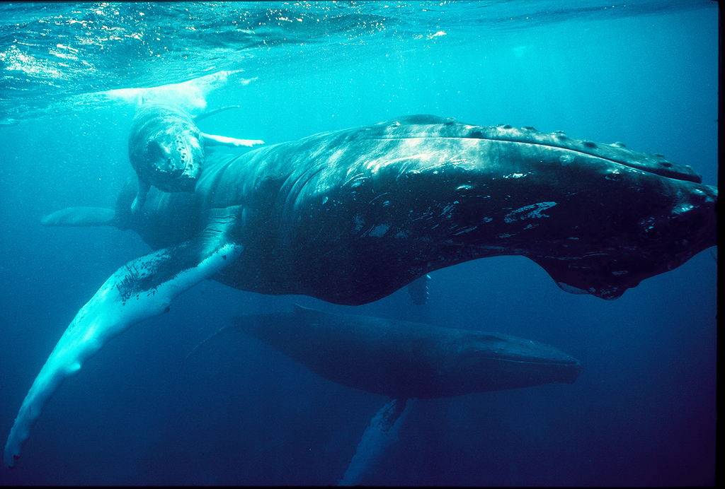 Mom, calf, and escort humpback whale