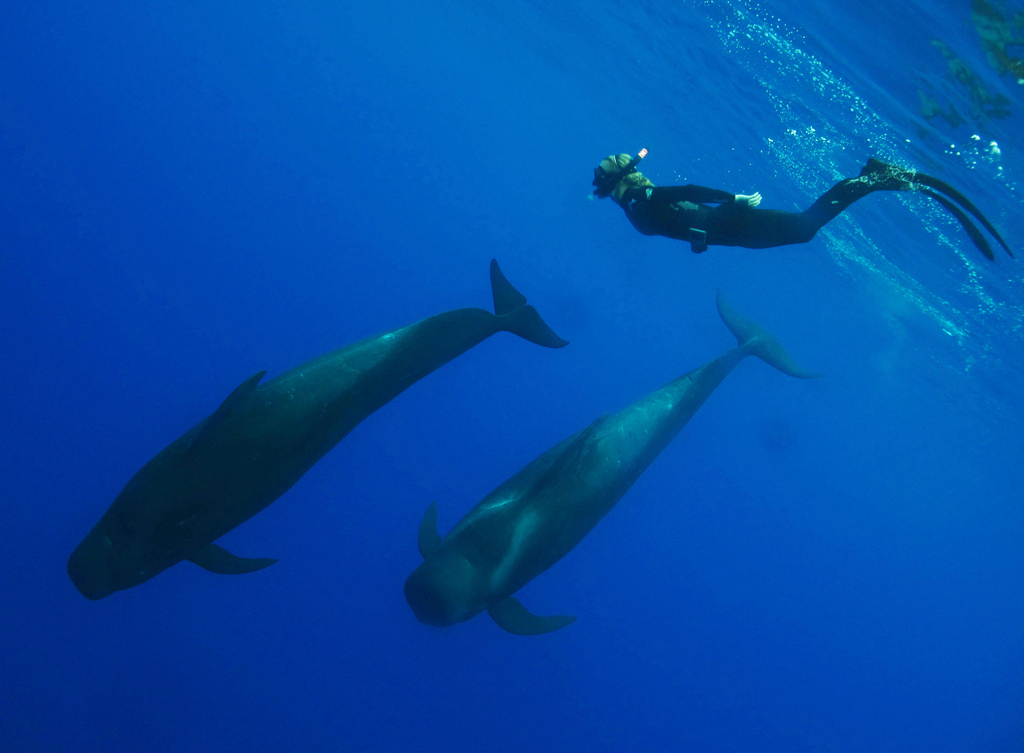 Hayden swimming with pilot whales