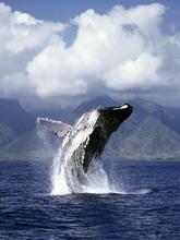 Humpback Whale Breaching