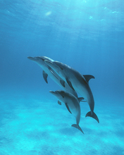 Atlantic Spotted Dolphins