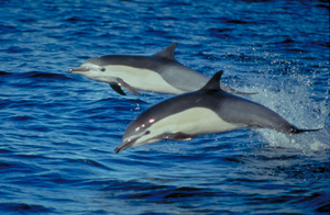 Common Dolphins