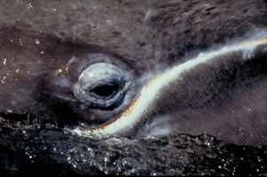 Baby Gray Whale Eye