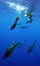 Jeff filming Hayden with pilot whales