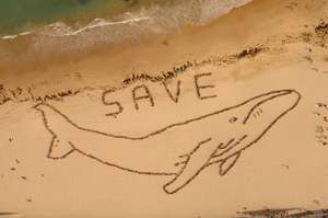 1500 people form human whale on beach to save them