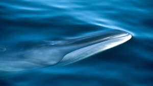 Endangered Sei Whale
