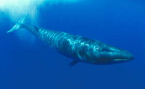 Sei whale