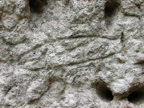 Petroglyph of fish at El Farallon