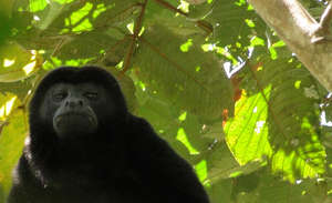 Mantled Howler Monkey in forest cover