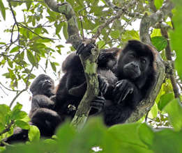 Mother and baby Howler Monkey