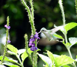 Hummingbird feeding